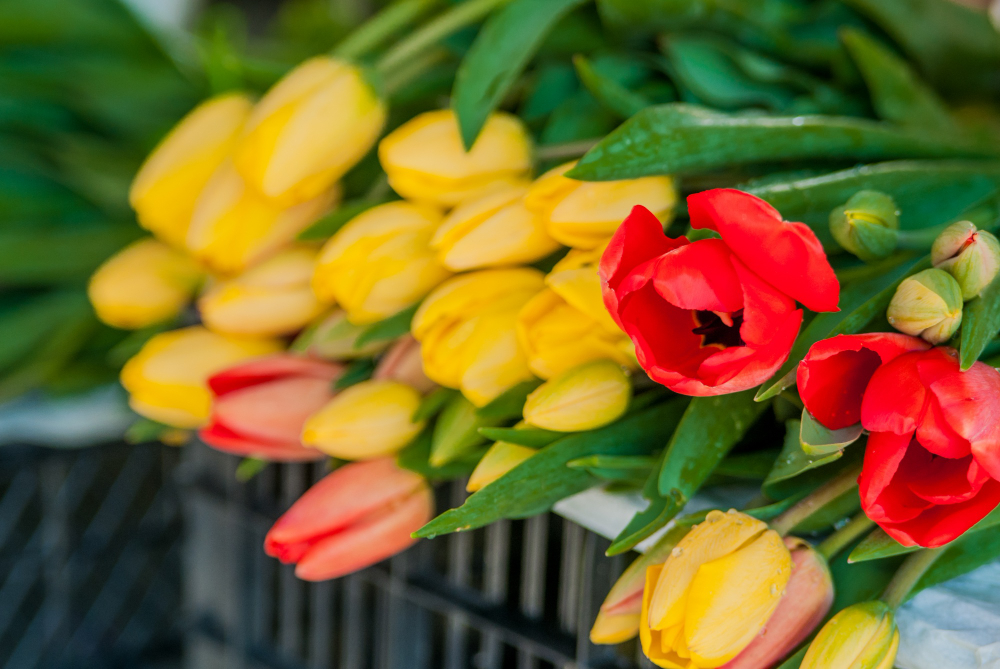 Proteggi il tuo giardino digitale: Come la sicurezza informatica si combina con la vendita di tulipani a Torino.